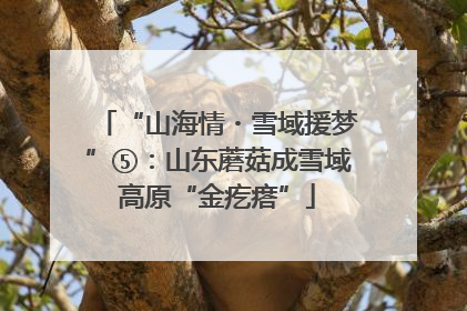“山海情・雪域援梦”⑤：山东蘑菇成雪域高原“金疙瘩”