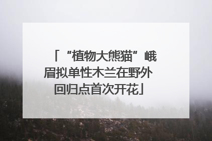 “植物大熊猫”峨眉拟单性木兰在野外回归点首次开花