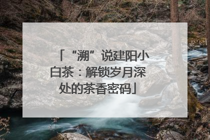 “溯”说建阳小白茶：解锁岁月深处的茶香密码