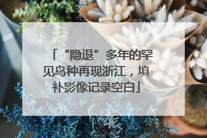 “隐退”多年的罕见鸟种再现浙江，填补影像记录空白