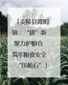 炎陵县霞阳镇：“耕”新聚力护粮仓 筑牢粮食安全“压舱石”