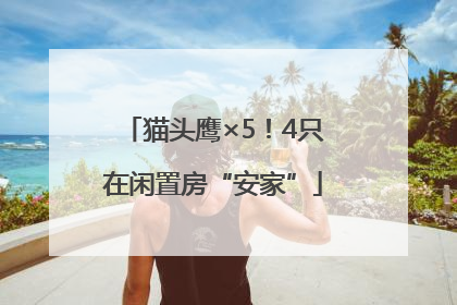 猫头鹰×5！4只在闲置房“安家”