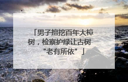 男子擅挖百年大樟树，检察护绿让古树“老有所依”