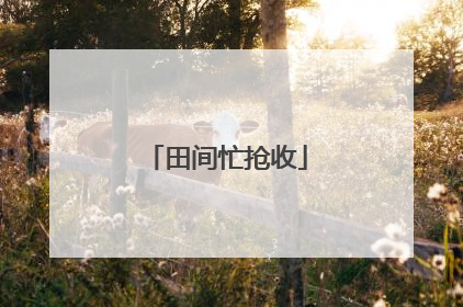 田间忙抢收