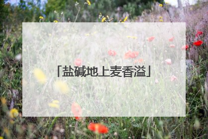 盐碱地上麦香溢