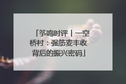 筝鸣时评丨一空桥村：强筋麦丰收背后的振兴密码