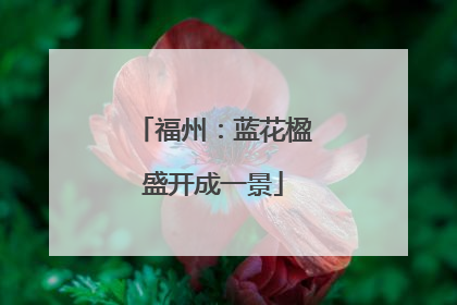 福州：蓝花楹盛开成一景