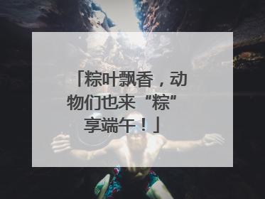 粽叶飘香，动物们也来“粽”享端午！