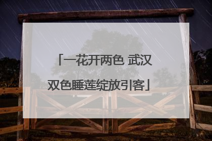 一花开两色 武汉双色睡莲绽放引客