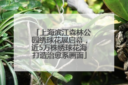 上海滨江森林公园绣球花展启幕，近5万株绣球花海打造治愈系画面