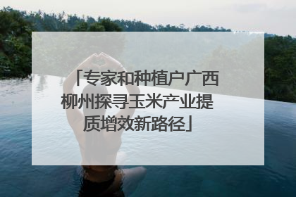 专家和种植户广西柳州探寻玉米产业提质增效新路径