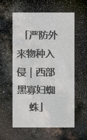 严防外来物种入侵｜西部黑寡妇蜘蛛