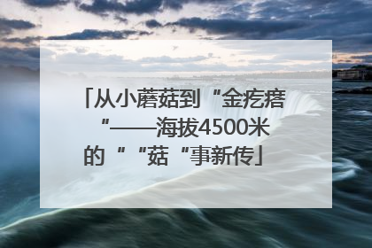 从小蘑菇到“金疙瘩“——海拔4500米的““菇“事新传