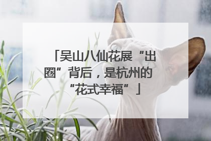 吴山八仙花展“出圈”背后，是杭州的“花式幸福”