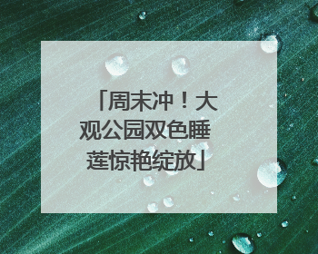 周末冲！大观公园双色睡莲惊艳绽放