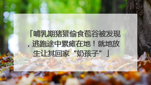 哺乳期猪獾偷食苞谷被发现，逃跑途中累瘫在地！就地放生让其回家“奶孩子”