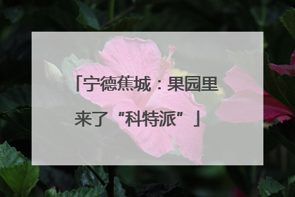 宁德蕉城：果园里来了“科特派”