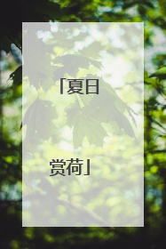 夏日赏荷
