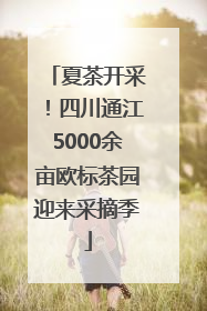 夏茶开采！四川通江5000余亩欧标茶园迎来采摘季