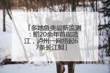 多地鱼类最新监测：鳤20余年首现赣江，泸州一网捞起67条长江鲟
