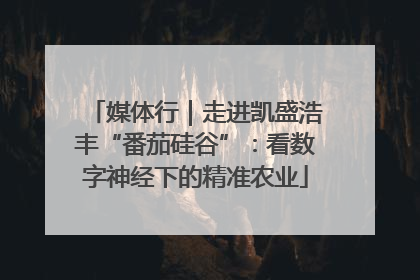 媒体行｜走进凯盛浩丰“番茄硅谷”：看数字神经下的精准农业