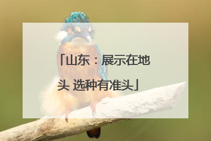山东：展示在地头 选种有准头