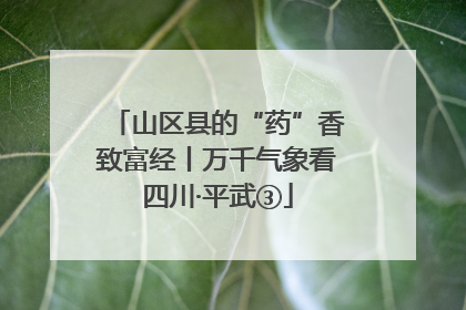 山区县的“药”香致富经丨万千气象看四川·平武③