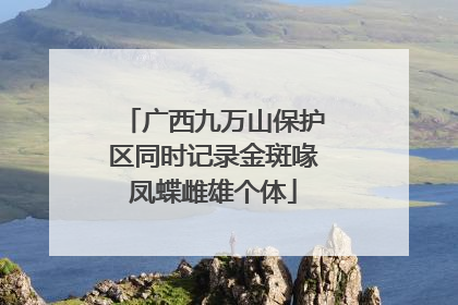 广西九万山保护区同时记录金斑喙凤蝶雌雄个体