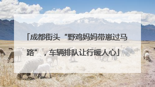 成都街头“野鸡妈妈带崽过马路”，车辆排队让行暖人心