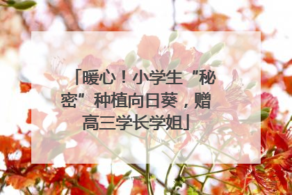 暖心！小学生“秘密”种植向日葵，赠高三学长学姐