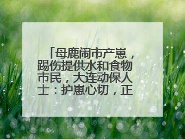 母鹿闹市产崽，踢伤提供水和食物市民，大连动保人士：护崽心切，正在想法送回山里