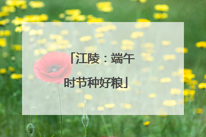 江陵：端午时节种好粮