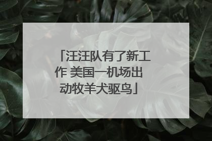汪汪队有了新工作 美国一机场出动牧羊犬驱鸟