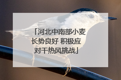 河北中南部小麦长势良好 积极应对干热风挑战