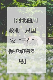 河北曲周救助一只国家“三有”保护动物翠鸟