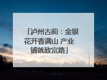 泸州古蔺：金银花开香满山 产业铺就致富路