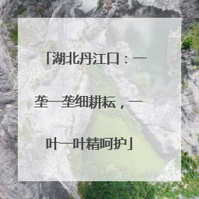 湖北丹江口：一垄一垄细耕耘，一叶一叶精呵护