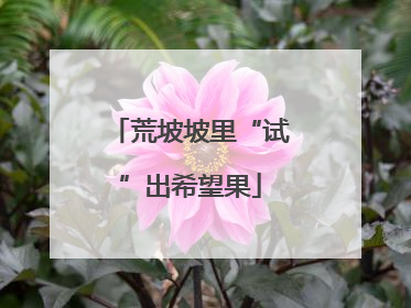 荒坡坡里“试”出希望果