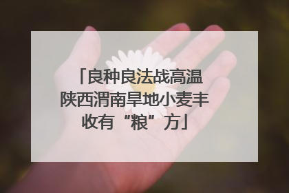 良种良法战高温 陕西渭南旱地小麦丰收有“粮”方