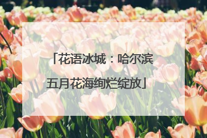 花语冰城：哈尔滨五月花海绚烂绽放