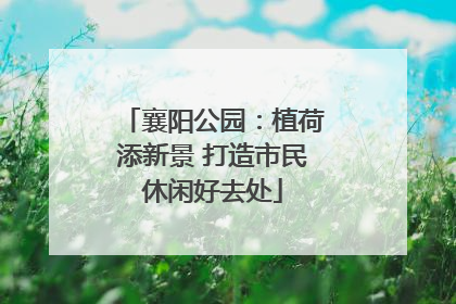 襄阳公园：植荷添新景 打造市民休闲好去处