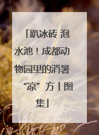 趴冰砖 泡水池！成都动物园里的消暑“凉”方丨图集