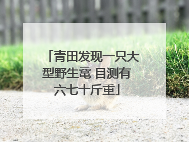 青田发现一只大型野生鼋 目测有六七十斤重