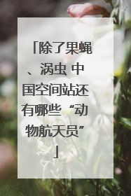除了果蝇、涡虫 中国空间站还有哪些“动物航天员”