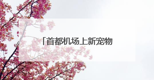 首都机场上新宠物出行服务，从家门一站抵达目的地