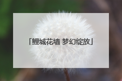 鲤城花墙 梦幻绽放