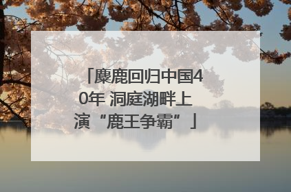 麋鹿回归中国40年 洞庭湖畔上演“鹿王争霸”