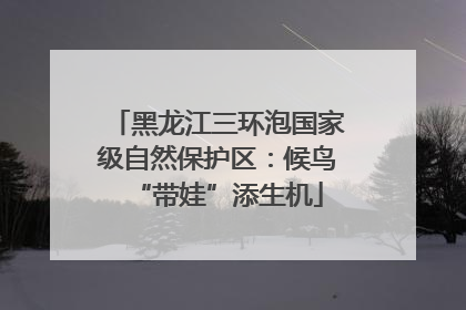 黑龙江三环泡国家级自然保护区：候鸟“带娃”添生机