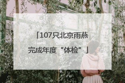107只北京雨燕完成年度“体检”