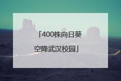 400株向日葵空降武汉校园